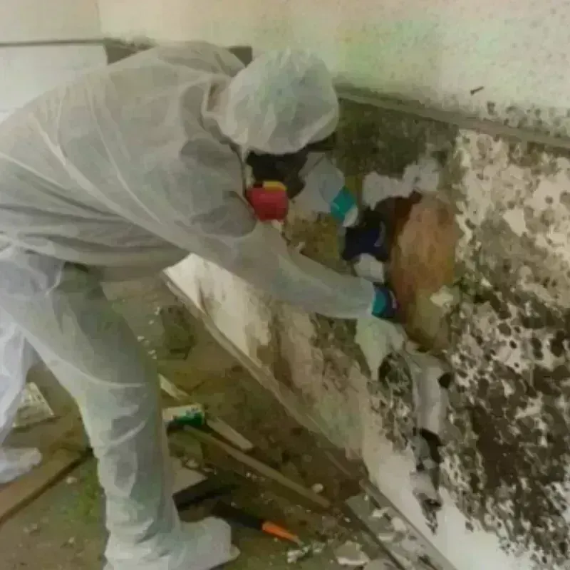 Mold Remediation and Removal in Bonsall, CA